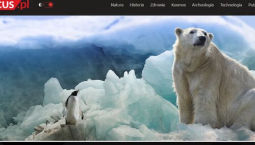 Niedźwiedź polarny