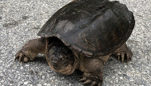 Żółw jaszczurowaty