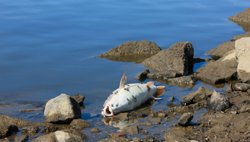 Śnięta ryba w Odrze