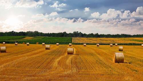 Pole po żniwach - zdjęcie ilustracyjne