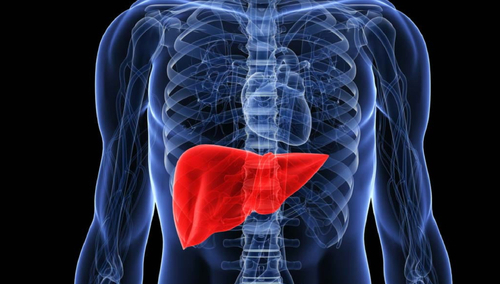Wątroba. Ilustracja poglądowa