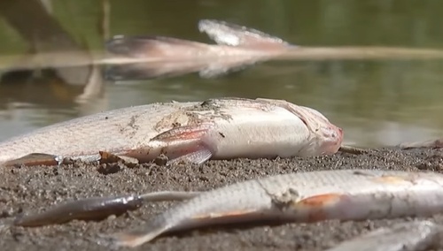 Martwe ryby / zdjęcie poglądowe