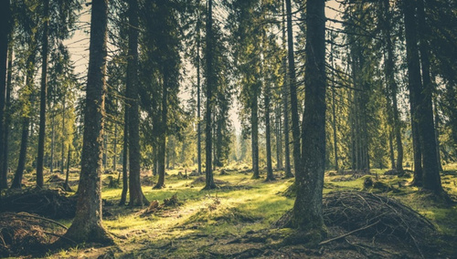 Las / zdjęcie poglądowe