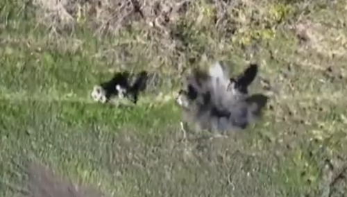 „Swoich nie porzucamy”? Nagranie ukazujące rosyjskich żołnierzy podbija sieć [WIDEO]