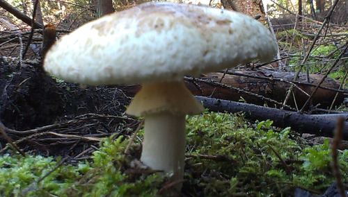 Muchomor sromotnikowy