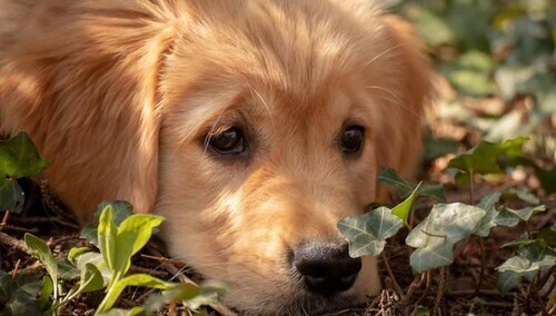 Pies – zdjęcie ilustracyjne