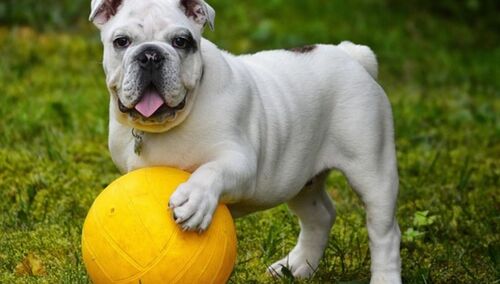 Ochrona psa przed kleszczami