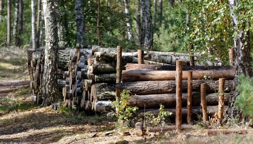 Las, pocięte drewno, zdjęcie podglądowe