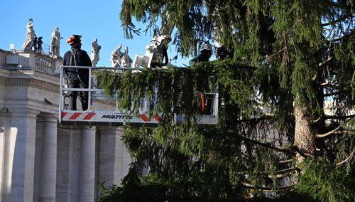 Choinka na Placu św. Piotra