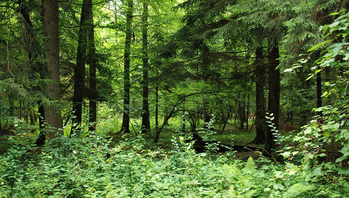 Puszcza Białowieska 