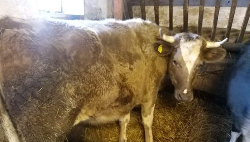 "Księżycowa Krowa Muuun"