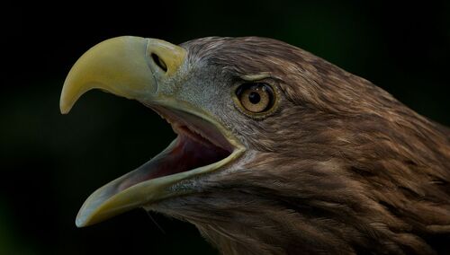 Orzeł bielik. Ilustracja poglądowa