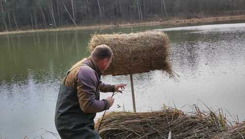 Zakladanie koszy lęgowych dla dzikich kaczek