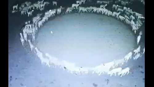 Dziwne zachowanie owiec w Chinach