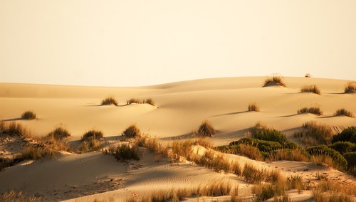 [ Felieton "TS"] Cezary Krysztopa: Tak, to jest „Diuna”