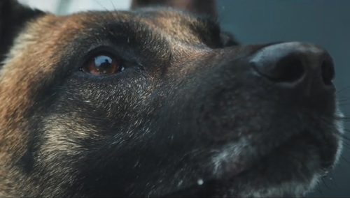 W Polsce służy 150 psów K9 