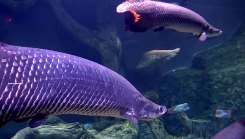 arapaima