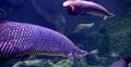 arapaima