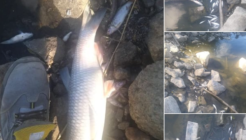 „Tysiące martwych ryb przy kolektorze Trzaskowskiego”. Radny publikuje szokujące zdjęcia [FOTO]