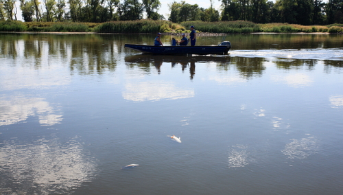 Wojewoda lubuski: Nie ma podwyższonego poziomu rtęci w Odrze
