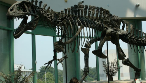 Szkielet akrokantozaura