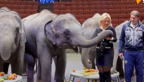 Maria Zacharowa karmi słonie