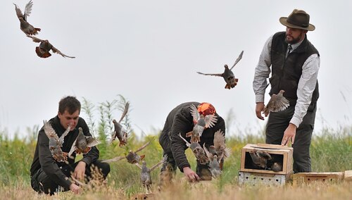 Myśliwi wypuszczający kuropatwy
