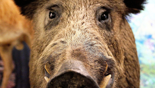 Dzik. Ilustracja poglądowa