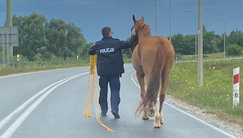 Schwytanie konia na S-7