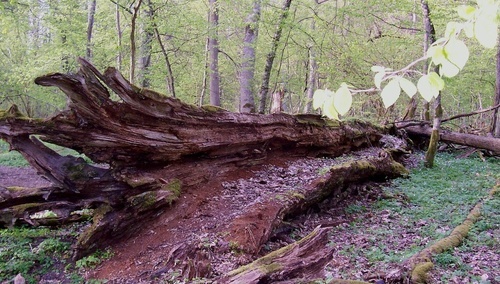 Białowieski Park Narodowy