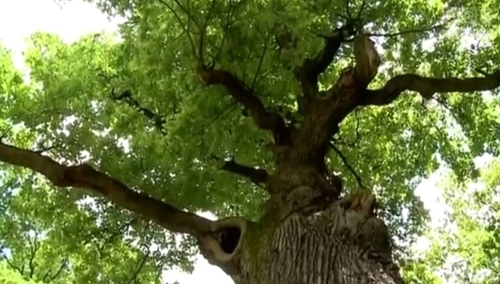 Jerzy Bukowski: Podwójnie czerwony dąb o amerykańskich korzeniach