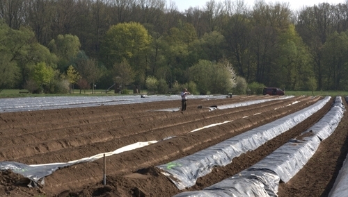 Kamil Grover: Niemcy, szparagi i imigranci