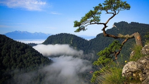 Jerzy Bukowski: "Ratowanie ranionej sosny"