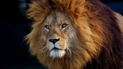 Michał Ossowski, red. naczelny "TS": Chrześcijanie nie pożrą lwów