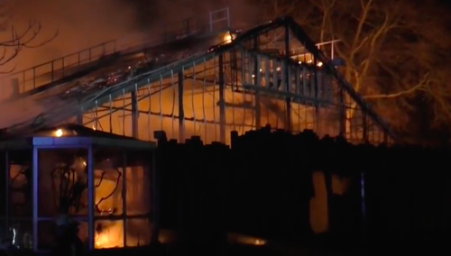 Spłonęły szympansy, orangutany i goryle. Tragiczny pożar w niemieckim ZOO