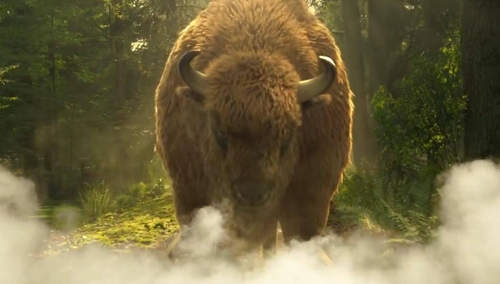 WWF pozwie Niemców za zabicie żubra pisze brytyjska prasa