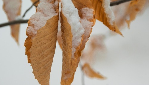 Zagrożenie lawinowe na Babiej Górze
