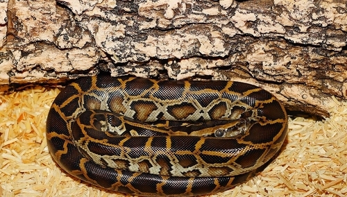 Jerzy Bukowski: Kto kogo pożre?