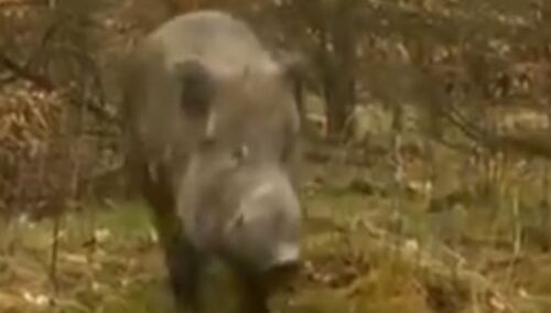 A to ciekawe. KE popiera plan odstrzału dzików i chwali polskie władze