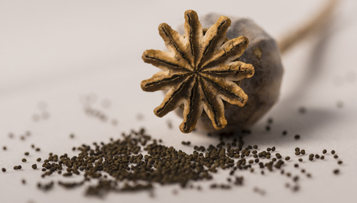 Marcin Bąk dla Tysol.pl: Wigilijny mak dla dziadków