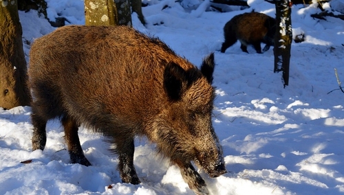 Paweł Lisiecki: "Jedynką KE w Warszawie jest Cimoszewicz. Praktykujący myśliwy". Co z dzikami?