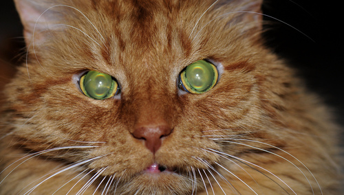 Ilustracja/ nie jest to kot autora