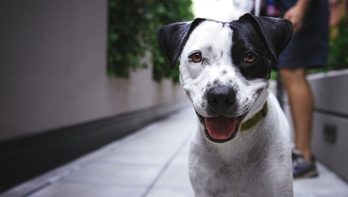 [Felieton "TS"] Karol Gac: Pieskie życie