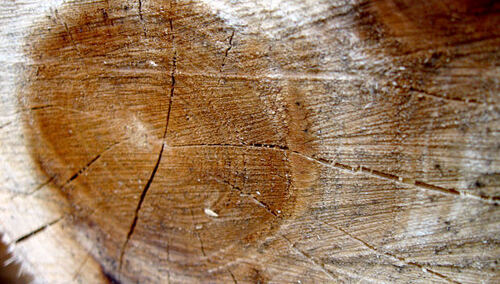 Rafał Górski: Posłowie! Uratujcie drzewa!