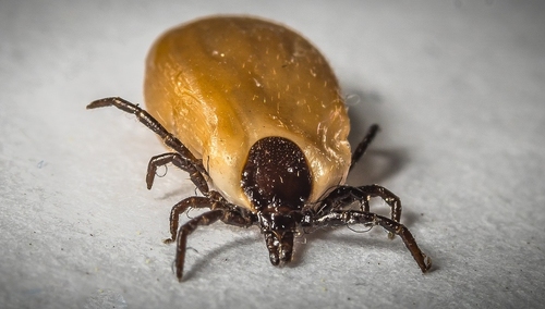 Rośnie liczba chorób odkleszczowych. Narażeni są również mieszkańcy miast. Jak się bronić?
