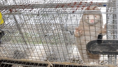 Ukradli norki warte 150 tys. zł, zatrzymali ich policjanci