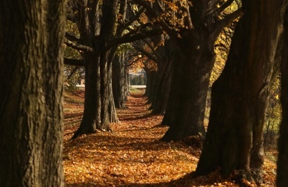 NIK:Samorządy wydawały zgody na wycinki drzew bez wystarczających przesłanek i umarzały inwestorom opłaty