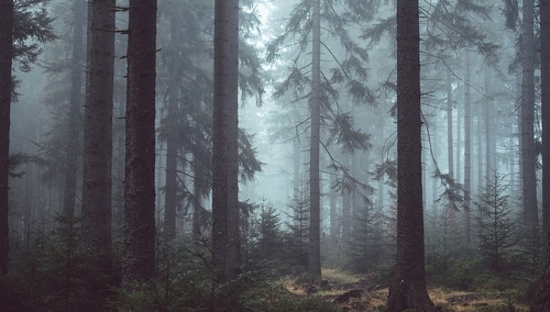 Chorego pracownika wywiozła do lasu, mężczyzna zmarł. Ludzie dobrej woli chcą pomóc jego dzieciom