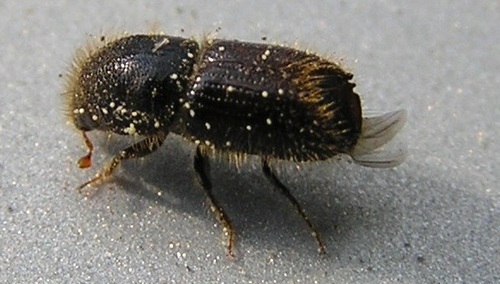 Paweł Janowski dla "TS": Kornik'17