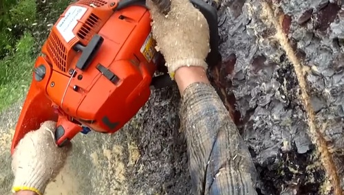 Rzecznik Trzaskowskiego: "Zainfekowane drzewa muszą być usunięte". Makowski: "Zaraz, to tak można?"